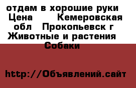 отдам в хорошие руки › Цена ­ 1 - Кемеровская обл., Прокопьевск г. Животные и растения » Собаки   